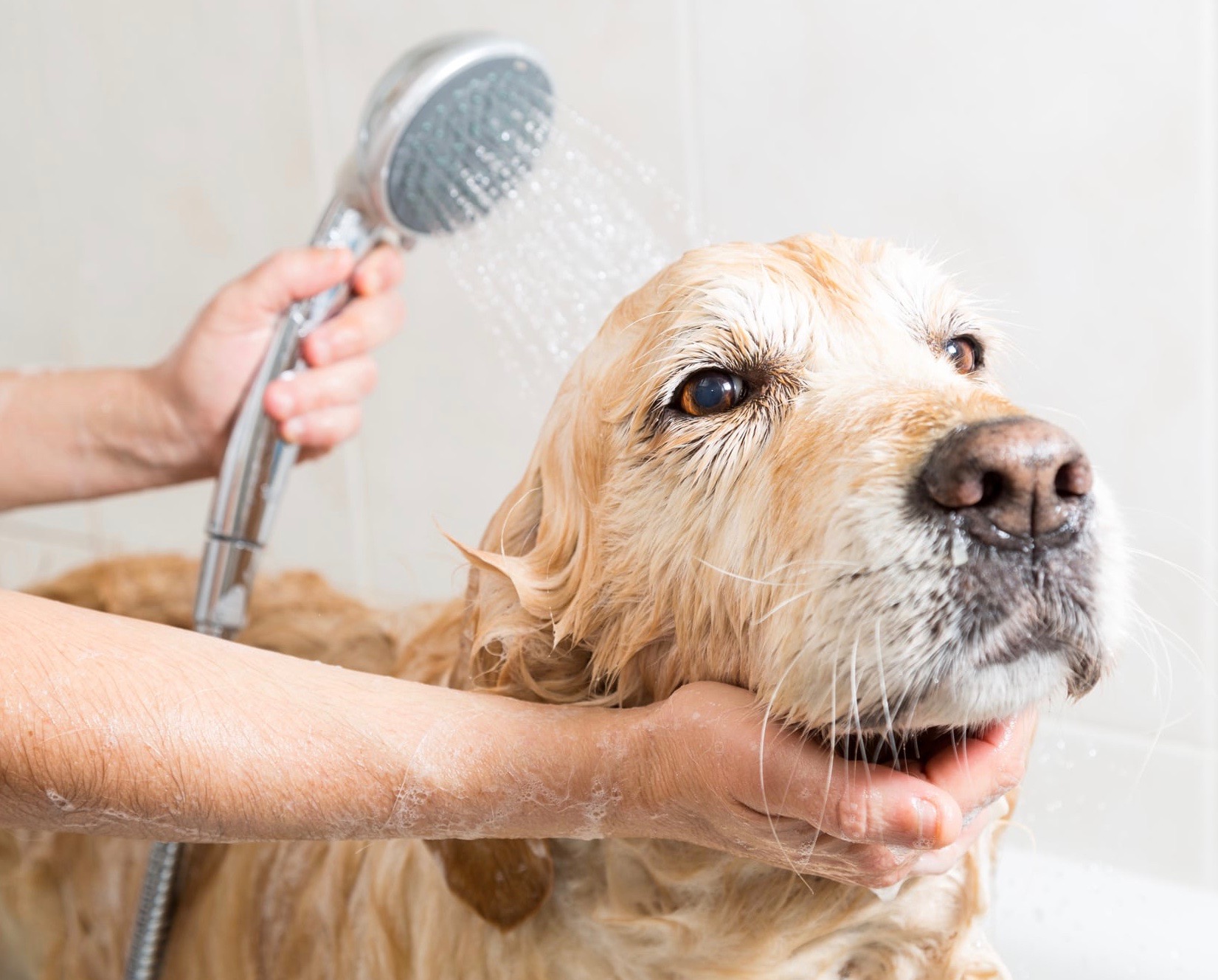 how-to-give-a-dog-a-bath
